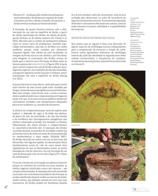 91
• Barreira IV – produção pelo câmbio de parênquima
axial suberizado e de elementos traqueais de modo
a envolver, por fora, a ferida, isolando-a do exterior; a
ferida termina inumada no interior do lenho.
A formação da quarta barreira inicia-se com a dife-
renciação de um calo na superfície da ferida, a partir
de células danificadas do câmbio, de células do parên-
quima lenhoso ou de xilema imaturo (vd. Chano et al.
2015). Recordo que as células do parênquima lenhoso,
como os outros tipos de parênquima, mantêm capa-
cidade meristemática, mas não se dividem nos caules
saudáveis porque estão contidas por elementos
traqueais rígidos. Das células do calo localizadas na
margem da ferida inicia-se um câmbio e, por fora deste,
uma felogene. A cicatrização das feridas avança do
bordo para o interior com a formação de lábios mais ou
menos espessos de lenho de ferida (Figura 228). A parte
mais central e exposta do calo de ferida acaba por secar.
Algumas espécies, em condições de elevada humidade,
conseguem regenerar tecido vascular e ritidoma, simul-
taneamente, em toda a superfície da ferida (Zhang
et al. 2011).
A quarta barreira é a mais eficaz, razão pela qual o lenho
mais interior de uma árvore pode estar invadido por
fungos,mantendoestaumarigidezestruturalsuficiente.
Mas nem sempre. Uma árvore com o tronco exterior-
mente saudável pode estar comprometida por fungos do
lenho. Por isso, as árvores em locais públicos devem ser
ciclicamente avaliadas com equipamentos adequados
para evitar acidentes; e.g., sistemas de ultrassons.
A eficácia da compartimentação varia de espécie para
espécie, e depende do vigor e da idade das plantas,
da época do ano, da severidade e do tipo das feridas
e da virulência dos microrganismos patogénicos que
tenham colonizado as feridas. Por exemplo, os Platanus
(Platanaceae) são muito eficazes a compartimentar;
os castanheiros-da-índia não. A reparação das feridas
ocorridas durante os períodos de atividade cambial (na
primavera-início do verão nas áreas de clima temperado
ou mediterrânico) é mais rápida (Pallardy 2007).
As feridas de poda em ramos com um ou dois anos são
absorvidas com alguma rapidez. As desramações feitas
imediatamente acima do colo do ramo saram mais
rapidamente do que as desramações rentes; se muito
afastadas do colo do ramo há o risco da formação de um
cone de dessecação e de um nó solto (Figura 227; «Tipos
de ramificação»).
O uso do conceito de cicatrização nas plantas é abusivo
porque, ao contrário do ocorrido nos seres animais, as
células vegetais danificadas nunca são repostas – são
compartimentalizadas. A reparação eficaz de uma ferida
num caule com crescimento secundário não evita que os
tecidos danificados fiquem retidos no interior do lenho,
sendo visíveis, por exemplo, através do corte com uma
motosserra. As feridas podem ser facilmente datadas
se a árvore produzir anéis de crescimento, uma técnica
utilizada para determinar os ciclos de recorrência do
fogo em ecossistemas naturais. A anatomia da reparação
de feridas e a da enxertia têm muito em comum, como se
pode constatar no ponto «Afinidade e compatibilidade
em enxertia».
MORFOLOGIA EXTERNA DO CAULE
Nos pontos que se seguem é feita uma descrição de
alguns aspectos de morfologia externa indispensáveis
para a compreensão da estrutura e função do caule.
Outros temas igualmente relevantes de morfologia
externa do caule são abordados na segunda parte deste
volume («Crescimento e Arquitetura da canópia»).
Arazãodeserdaevoluçãodoscauleslenhososédiscutida
no volume II.
FIGURA 92
CODIT
Compartmentalisation
of Decay in Trees.
Barreiras II a IV.
[USDA Forest
Service –
Northeastern Area,
USDA Forest Service,
Bugwood.org.]
FIGURA 93
Espique em corte
transversal.
No espique são
visíveis a olho nu
feixes vasculares
discretos reforçados
com fibras (feixes
fibrovasculares),
imersos numa matriz
de parênquima.
[Cortesia de Nathan
Brantley.]
FIGURA 92
FIGURA 93
DISTRIBUIÇÃO GRATUITA. NÃO É PERMITIDA A COMERCIALIZAÇÃO.
©
 