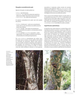 92
I.
A
NATUREZA
E
A
ESTRUTURA
DAS
PLANTAS
Situação e consistência do caule
Quanto à situação, os caules podem ser:
• Aéreos – tipo dominante;
• Aquáticos – e.g., caules dos ranúnculos-aquáticos
(Ranunculus subgen. Batrachium, Ranunculaceae);
• Subterrâneos – e.g., tubérculos de batateira.
O carácter «consistência do caule» tem três estados
de carácter:
• Herbáceo (herbaceous) – caule tenro normalmente
verde, sem ou com crescimento secundário exterior-
mente não evidente;
• Lenhoso (woody) – não verde (com periderme) e
com a consistência da madeira, com abundante xilema
secundário;
• Carnudo (fleshy) ou suculento (succulent) – caules
engrossados, ricos em água e substâncias de reserva
armazenadas em tecidos parenquimatosos.
Os caules herbáceos normalmente são verdes, lisos,
de secção mais ou menos circular, glabros (sem pelos)
ou revestidos de indumento. Menos vezes apresen-
tam-se estriados, sulcados ou angulosos. São angulosos,
por exemplo, nas Lamiaceae e nas Melastomataceae.
À semelhança do que acontece na folha, as células
vivas dos caules herbáceos realizam as trocas gasosas
necessárias à respiração celular através de estomas
dispersos pela epiderme. Todos os caules lenhosos são
inicialmente herbáceos; a consistência lenhosa é uma
consequência do crescimento secundário com iniciação
da felogene («Estrutura secundária do caule»).
Num contexto de morfologia vegetal, carnudo refere-se
à consistência da carne e a suculência à abundância de
líquido aquoso (Font Quer 1985). Na prática, a sua sino-
nimização não levanta grandes problemas porque os
dois conceitos sobrepõem-se largamente. Uma planta
carnuda ou suculenta tem folhas ou caules carnudos.
Superfície do caule lenhoso
A superfície dos caules lenhosos é variável (Figura 94).
A periderme pode ser castanha, cinzenta (e.g., lódão-bas-
tardo [Celtis australis, Cannabaceae]), creme ou mesmo
branca (e.g., bidoeiro [Betula, Betulaceae]). A periderme
pode ainda ser brilhante (e.g., pinheiro-negro [Pinus
nigra, Pinaceae]) ou baça (carvalho-alvarinho [Quercus
robur, Fagaceae]), espessa (e.g., sobreiro) ou delgada (e.g.,
roseiras [Rosa, Rosaceae]), mole (e.g., sequoia [Sequoia
sempervirens, Cupressaceae]) ou dura (condição mais
frequente), lisa (e.g., Celtis australis), sulcada (e.g., Quercus)
ou destacar-se em placas (e.g., inúmeras Commiphora
africanas [Burseraceae]), em fitas verticais (e.g., euca-
liptos) ou em fitas horizontais (e.g., cerejeira). Depois de
extraídaacortiçanosobreiro,aperidermeéinicialmente
FIGURA 94
Superfície de caules
lenhosos.
A) Ritidoma de
Betula celtiberica
(Betulaceae).
B) Casca destacável
por placas em
Commiphora angolensis
(Burseraceae);
n.b.: tronco verde.
[A) montanhas do
Norte de Portugal;
B) Kwanza Sul, Angola;
fotografias do autor.]
A B
DISTRIBUIÇÃO GRATUITA. NÃO É PERMITIDA A COMERCIALIZAÇÃO.
©
 