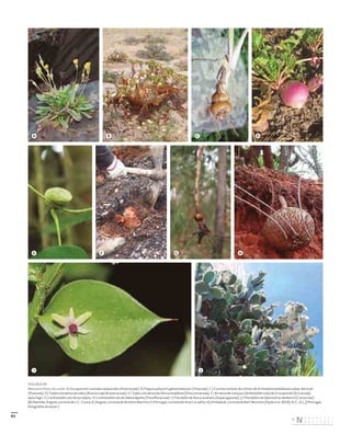 93
FIGURA 95
Metamorfoses do caule. A) Escapos em Leontodon taraxacoides (Asteraceae). B) Paquicaulia em Cyphostemma uter (Vitaceae). C) Cormos na base de colmos de Arrhenatherum bulbosum subsp. baeticum
(Poaceae). D) Tubérculo aéreo do nabo (Brassica rapa, Brassicaceae). E) Tubérculo aéreo de Dioscorea bulbosa (Dioscoreaceae). F) Arranca de «toiças» (lenhotubérculo) de Erica australis (Ericaceae)
após fogo. G) Lenhotubérculo de eucalipto. H) Lenhotubérculo de Adenia digitata (Passifloraceae). I) Filocládio de Ruscus aculeatus (Asparagaceae). J) Filocládios de Opuntia ficus-barbarica (Cactaceae).
[B) Namibe, Angola, cortesia de J. C. Costa; E) Angola, cortesia de António Martins; F) Portugal, cortesia de Ana Carvalho; H) Zimbabué, cortesia de Bart Wursten (Hyde et al. 2019); A, C, D, I, J) Portugal,
fotografias do autor.]
A B C D
E F G H
I J
DISTRIBUIÇÃO GRATUITA. NÃO É PERMITIDA A COMERCIALIZAÇÃO.
©
 