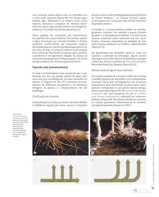 94
I.
A
NATUREZA
E
A
ESTRUTURA
DAS
PLANTAS
rosa, tomando, pouco depois, uma cor vermelho-ocre
e, mais tarde, castanha (Figura 88). No choupo-negro
(Populus nigra, Salicaceae) e na aveleira, entre outras
espécies, formam-se complexos de rebentos epicór-
micos no tronco, algo que não acontece nos choupos-hí-
bridos (e.g., P. x canadensis) («Ramos epicórmicos»).
Vários padrões são recorrentes nas características
da superfície dos caules lenhosos. Nos biomas sujeitos
a fogos recorrentes (e.g., Cerrado brasileiro e floresta
esclerofila mediterrânica) são frequentes espécies
deritidomaespesso,comafunçãodeprotegeraparteviva
do tronco do fogo. A cortiça do sobreiro é um exemplo
bem conhecido. Nas florestas tropicais, pelo contrário,
a periderme é invulgarmente delgada. As plantas só
investem na produção de um felema espesso, um tecido
energeticamente caro, se houver ganhos de fitness.
Tipos de caule (metamorfoses)
O caule é evolutivamente mais versátil do que a raiz,
havendo, por isso, um grande número de tipos cauli-
nares descritos na bibliografia. Os tipos resumidos no
Quadro 13 (Figuras 95, 96 e 97) evoluíram recorren-
temente em diferentes ecossistemas e em diferentes
linhagens de plantas, i.e., frequentemente não são
homólogos.
Clarificação de conceitos
A subordinação do cormo ao conceito de bolbo («Bolbos
e bolbilhos») seguida por muito autores é imprópria
porque os cormos são morfologicamente mais próximos
do rizoma herbáceo – os rizomas verticais apenas
se distinguem dos cormos por não estarem revestidos
de grandes catafilos.
O estolho e o rizoma herbáceo podem ser morfolo-
gicamente similares. Por exemplo, a grama (Cynodon
dactylon) e o Stenotaphrum secundatum, e muitas outras
Poaceae, produzem caules radicantes nos nós, classi-
ficados, consoante mergulham ou emergem do solo,
como rizomas herbáceos ou estolhos, respetivamente
(Figura 97-A).
Na identificação dos filocládios aplica-se, como nos
espinhos, o princípio da homologia. Alguns autores
restringemotermofilocládioaosbraquiblastosanálogos
a folhas (e.g., Ruscus) e apelidam de platiclado os macro-
blastos laminares (e.g., Opuntia) (Figura 95-J,I).
Multiplicação de alguns tipos caulinares
As estações sucedem-se e as partes velhas dos rizomas
e estolhos perenes vão morrendo. A sua multiplicação/
renovação faz-se pelo prolongamento das estruturas
preexistentes pela intervenção da gema apical (alon-
gamento monopodial) ou por gemas laterais (alonga-
mento simpodial) (Figura 96). Os estolhos e os rizomas
simpodiais são mais frequentes do que os estolhos
e os rizomas monopodiais, sobretudo nas monocoti-
ledóneas (Figura 96). Nas plantas obtidas por semente,
os rizomas geralmente diferenciam-se no primeiro,
na região do epicótilo (Pausas et al. 2017).
FIGURA 96
Rizomas herbáceos
monopodial A) em Iris
germanica (Iridaceae) e
simpodial B) na Arundo
donax (Poaceae).
Representação
esquemática do
rizoma monopodial
(C) e simpodial (D).
[Fotografias e figuras
do autor.]
A
C
B
D
DISTRIBUIÇÃO GRATUITA. NÃO É PERMITIDA A COMERCIALIZAÇÃO.
©
 