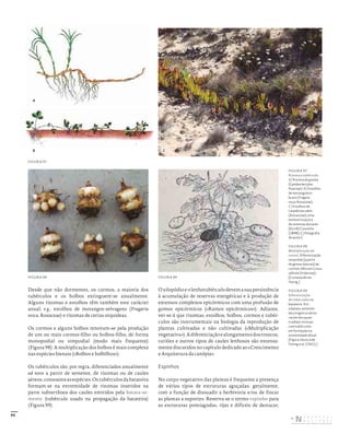95
Desde que não dormentes, os cormos, a maioria dos
tubérculos e os bolbos extinguem-se anualmente.
Alguns rizomas e estolhos têm também este carácter
anual; e.g., estolhos de morangos-selvagens (Fragaria
vesca, Rosaceae) e rizomas de certas orquídeas.
Os cormos e alguns bolbos renovam-se pela produção
de um ou mais cormos-filho ou bolbos-filho, de forma
monopodial ou simpodial (modo mais frequente)
(Figura 98). A multiplicação dos bolbos é mais complexa
nas espécies bienais («Bolbos e bolbilhos»).
Os tubérculos são, por regra, diferenciados anualmente
ad novo a partir de semente, de rizomas ou de caules
aéreos,consoanteasespécies.Ostubérculosdabatateira
formam-se na extremidade de rizomas inseridos na
parte subterrânea dos caules emitidos pela batata-se-
mente (tubérculo usado na propagação da batateira)
(Figura 99).
Oxilopódioeolenhotubérculodevemasuapersistência
à acumulação de reservas energéticas e à produção de
extensos complexos epicórmicos com uma profusão de
gomos epicórmicos («Ramos epicórmicos»). Adiante,
ver-se-á que rizomas, estolhos, bolbos, cormos e tubér-
culos são instrumentais na biologia da reprodução de
plantas cultivadas e não cultivadas («Multiplicação
vegetativa»).Adiferenciaçãoealongamentodostroncos,
turiões e outros tipos de caules lenhosos são extensa-
mente discutidos no capítulo dedicado ao «Crescimento
e Arquitetura da canópia».
Espinhos
No corpo vegetativo das plantas é frequente a presença
de vários tipos de estruturas aguçadas, geralmente,
com a função de dissuadir a herbivoria e/ou de fincar
as plantas a suportes. Reserva-se o termo espinho para
as estruturas pontiagudas, rijas e difíceis de destacar,
FIGURA 97
Rizoma e tubérculo.
A) Rizoma de grama
(Cynodon dactylon,
Poaceae). B) Estolhos
de morangueiro‑
bravo (Fragaria
vesca, Rosaceae).
C) Estolhos de
Carpobrotus edulis
(Aizoaceae), uma
temível invasora
de sistemas dunares.
[A) e B) Coutinho
(1898); C) fotografia
do autor.]
FIGURA 98
Multiplicação do
cormo. Diferenciação
simpodial (a partir
de gemas laterais) de
cormos‑filho em Crocus
vallicola (Iridaceae).
[Cortesia de Ian
Young.]
FIGURA 99
Diferenciação
de tubérculos na
batateira. N.b.:
a batata‑semente
deu origem a vários
caules dos quais
irradiam rizomas
com tubérculos
em formação na
extremidade distal.
[Figura clássica de
Fitting et al. (1921).]
FIGURA 97
FIGURA 98 FIGURA 99
A
C
B
DISTRIBUIÇÃO GRATUITA. NÃO É PERMITIDA A COMERCIALIZAÇÃO.
©
 