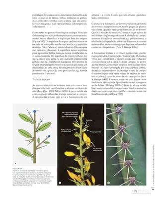 96
I.
A
NATUREZA
E
A
ESTRUTURA
DAS
PLANTAS
providasdefeixesvasculares,resultantesdamodificação
total ou parcial de ramos, folhas, estípulas ou gomos.
Não confundir espinhos com acúleos, que são estru-
turas ponteagudas não vascularizadas («Emergências.
Indumento»).
Como referi no ponto «Homologia e analogia. Princípio
dahomologia»,aposiçãodosespinhosnocormopermite,
muitas vezes, identificar o órgão que lhes deu origem
(Figura 100). Os espinhos de origem caulinar situam-se
na axila de uma folha ou da sua cicatriz; e.g., espinhos
dos tojos (Ulex, Fabaceae) e do zambujeiro (Olea europaea
var. sylvestris, Oleaceae). A superfície destes espinhos
pode apresentar folhas mais ou menos modificadas ou
as suas cicatrizes. Os espinhos de origem folhear, por
regra, axilam uma gema ou um caule com origem numa
gema axilar; e.g., espinhos de Cactaceae. Os espinhos de
origem estipular apresentam-se dispostos aos pares, um
de cada lado de uma folha, de uma gema ou de um caule
desenvolvido a partir de uma gema axilar; e.g., Robinia
pseudoacacia (Fabaceae).
Tronco e espique
As árvores são plantas lenhosas com um tronco bem
diferenciado com ramificações a alturas variáveis do
solo (Font Quer 1985, Niklas 2016). A parte ramificada
e revestida de folhas das árvores constitui a canópia.
A canópia das árvores tem per se a fisionomia de um
arbusto – a árvore é como que um arbusto «peduncu-
lado», com tronco.
O tronco e a fisionomia de árvore evoluíram de forma
recorrente e independente em vários grupos de plantas
vasculares. Quais as vantagens de ser alto, de ser árvore?
Qual é a função do tronco? O tronco ergue acima do
solo folhas e órgãos reprodutores. A elevação da canópia
aumenta a atração de mutualistas (e.g., polinizadores), a
eficiência da dispersão do pólen e de diásporos, e otimiza
o acesso à luz ao mesmo tempo que deprime pela sombra
eventuais competidores (Petit & Hampe 2006).
A fisionomia arbórea e o tronco comportam, porém,
custos elevados de construção e manutenção. Os tecidos
vivos que constituem o tronco, ainda que reduzidos
a uma película sob a casca e a finas camadas de parên-
quima lenhoso, consomem recursos sem realizar fotos-
síntese. O caule é protegido por uma espessa camada
de tecidos impermeáveis (ritidoma) e o peso da canópia
é suportado por uma vasta massa de tecidos de resis-
tência (xilema), caros do ponto de vista energético (Petit
& Hampe 2006). E quanto mais alta uma árvore, mais
ineficiente a extração de água do solo e o seu transporte
até às folhas (Midgley 2003). O facto da altura estabi-
lizar nas árvores adultas sugere que a história evolutiva
das árvores converge num equilíbrio entre os custos e os
benefícios da altura (King 1999).
FIGURA 100
Espinhos. A) Tipos de espinhos: a – meristema apical;
b‑c – espinhos de origem caulinar; d – espinhos estipulares;
e – ramo proléptico; f – espinho de origem foliar; g – gema
axilar; h – estípulas. B) Ulex airensis (Fabaceae), um endemismo
do CO de Portugal Continental com espinhos caulinares.
C) Pachycereus pringlei (Cactaceae) com espinhos de origem
foliar. [A) Redesenhado de van Wyk & van Wyk (2006);
figura e fotografias do autor.]
b
c
d
e
f
g
h
a
A
C
Lançamento
Folha axilante
escamiforme
Flor inserida
num espinho
Espinho
Nó com uma pequena
folha escamiforme
e um meristema axilar
B
DISTRIBUIÇÃO GRATUITA. NÃO É PERMITIDA A COMERCIALIZAÇÃO.
©
 