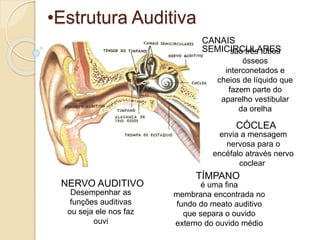 •Estrutura Auditiva
CANAIS
SEMICIRCULARESsão três tubos
ósseos
interconetados e
cheios de líquido que
fazem parte do
aparelho vestibular
da orelha
envia a mensagem
nervosa para o
encéfalo através nervo
coclear
CÓCLEA
Desempenhar as
funções auditivas
ou seja ele nos faz
ouvi
NERVO AUDITIVO
TÍMPANO
é uma fina
membrana encontrada no
fundo do meato auditivo
que separa o ouvido
externo do ouvido médio
 