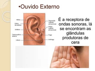 •Ouvido Externo
É a receptora de
ondas sonoras, lá
se encontram as
glândulas
produtoras de
cera
 