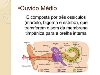 •Ouvido Médio
É composta por três ossículos
(martelo, bigorna e estribo), que
transferem o som da membrana
timpânica para a orelha interna
 
