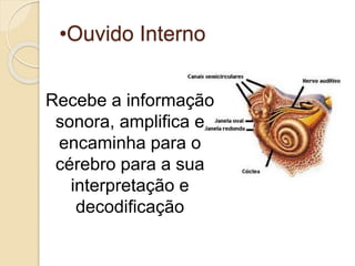 •Ouvido Interno
Recebe a informação
sonora, amplifica e
encaminha para o
cérebro para a sua
interpretação e
decodificação
 