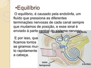 •Equilíbrio
O equilíbrio, é causado pela endolinfa, um
fluído que pressiona as diferentes
terminações nervosas de cada canal sempre
que mudamos de posição, e esse sinal é
enviado á parte central do sistema nervoso.
E por isso, que
ficamos tontos
se giramos mui-
to rapidamente
a cabeça.
 