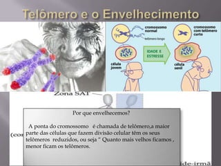 Por que envelhecemos?

 A ponta do cromossomo é chamada de telômero,a maior
parte das células que fazem divisão celular têm os seus
telômeros reduzidos, ou seja “ Quanto mais velhos ficamos ,
menor ficam os telômeros.
 