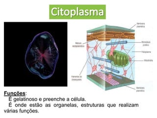 ESTRUTURA DA CÉLULA.ppt