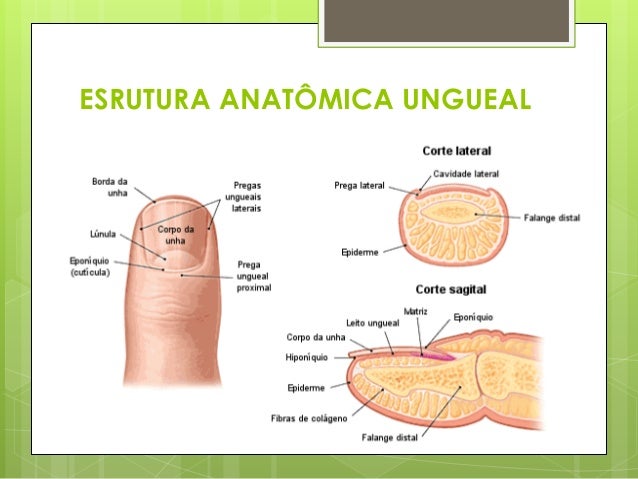 ESTRUTURA DA L u00c2MINA UNGUEAL ESTRUTURA DA L u00c2MINA UNGUEAL
