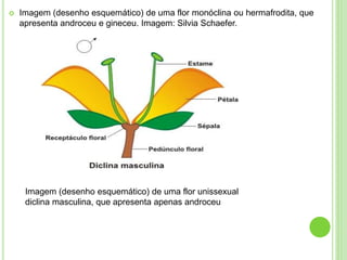  Imagem (desenho esquemático) de uma flor monóclina ou hermafrodita, que
apresenta androceu e gineceu. Imagem: Silvia Schaefer.
Imagem (desenho esquemático) de uma flor unissexual
diclina masculina, que apresenta apenas androceu
 