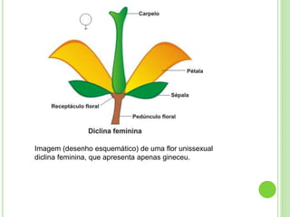 Imagem (desenho esquemático) de uma flor unissexual
diclina feminina, que apresenta apenas gineceu.
 