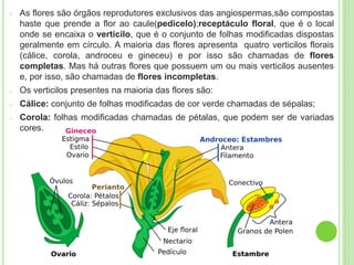 o As flores são órgãos reprodutores exclusivos das angiospermas,são compostas
haste que prende a flor ao caule(pedicelo);receptáculo floral, que é o local
onde se encaixa o verticilo, que é o conjunto de folhas modificadas dispostas
geralmente em círculo. A maioria das flores apresenta quatro verticilos florais
(cálice, corola, androceu e gineceu) e por isso são chamadas de flores
completas. Mas há outras flores que possuem um ou mais verticilos ausentes
e, por isso, são chamadas de flores incompletas.
o Os verticilos presentes na maioria das flores são:
o Cálice: conjunto de folhas modificadas de cor verde chamadas de sépalas;
o Corola: folhas modificadas chamadas de pétalas, que podem ser de variadas
cores.
 