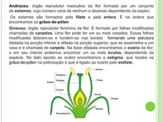 • Androceu: órgão reprodutor masculino da flor formado por um conjunto
de estames, cujo número varia de nenhum a dezenas dependendo da espéci.
• Os estames são formados pelo filete e pela antera. É na antera que
encontramos os grãos-de-pólen.
• Gineceu: órgão reprodutor feminino da flor. É formado por folhas modificadas
chamadas de carpelos. Uma flor pode ter um ou mais carpelos. Essas folhas
modificadas dobram-se e fundem-se nas bordas formando uma estrutura
dilatada na porção inferior e afilada na porção superior, que se assemelha a um
vaso e é chamada de carpelo. Na base dilatada encontramos o ovário da flor;
e em seu interior podemos encontrar um ou mais óvulos, dependendo da
espécie. No lado oposto ao ovário encontramos o estigma, que recebe os
grãos-de-pólen na polinização e que é ligado ao ovário pelo estilete.
 