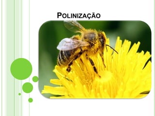 POLINIZAÇÃO
 