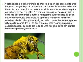 A polinização é a transferência de grãos de pólen das anteras de uma
flor para o estigma (parte do aparelho reprodutor feminino) da mesma
flor ou de uma outra flor da mesma espécie. As anteras são os órgãos
masculinos da flor e o pólen é o gameta masculino. Para que haja a
formação das sementes e frutos é necessário que os grãos de pólen
fecundem os óvulos existentes no aparelho reprodutor feminino. A
transferência de pólen para o estigma pode ocorrer das anteras para o
estigma da mesma flor ou de flor diferente, mas na mesma planta
(autopolinização) ou pode ser feita de uma flor para outra em plantas
diferentes (polinização cruzada).
 