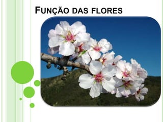 FUNÇÃO DAS FLORES
 