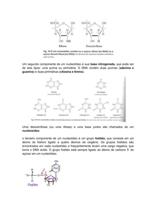 Um segundo componente de um nucleotídeo é sua base nitrogenada, que pode ser
de dois tipos: uma purina ou pirimidina. O DNA contém duas purinas (adenina e
guanina) e duas pirimidinas (citosina e timina).




Uma desoxirribose (ou uma ribose) e uma base juntos são chamados de um
nucleosídeo.

o terceiro componente de um nucleotídeo é um grupo fosfato, que consiste em um
átomo de fósforo ligado a quatro átomos de oxigênio. Os grupos fosfatos são
encontrados em cada nucleotídeo e frequentemente levam uma carga negativa, que
torna o DNA ácido. O grupo fosfato está sempre ligado ao átomo de carbono 5‟ do
açúcar em um nucleotídeo.
 