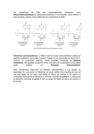 Os     nucleotídeos    de     DNA      são    apropriadamente    conhecidos como
desoxirribonucleotídeos ou desoxirribonucleosídeo 5‟-monofosfato. Como existem 4
tipos de bases, existem 4 tipos diferentes de nucleotídeos de DNA.




Filamentos polinucleotídicos : o DNA é feito de muitos polinucleotídeos unidos por
ligações covalentes, que juntam o grupo 5‟-fosfato de um nucleotídeo ao átomo de 3‟-
carbono do nucleotídeo seguinte. Essas ligações, chamadas de ligações
fosfodiéster, são ligações covalentes fortes; uma série de nucleotídeos unidos desse
modo            constitui         um            filamento           polinucleotídico.

Uma característica importante do filamento polinucleotídico é sua direção ou
polaridade. Em uma ponta do filamento, um grupo fosfato livre (significando que ele
não está ligado de um lado) está ligado ao átomo de carbono 5‟ do açúcar no
nucleotídeo. Essa ponta do filamento é, portanto, chamada de ponta 5’. A outra ponta
do filamento, chamada de ponta 3’, tem um grupo OH ligado ao átomo de carbono 3‟
do açúcar.
 