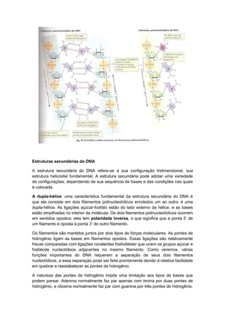 Estruturas secundárias do DNA

A estrutura secundária do DNA refere-se à sua configuração tridimensional, sua
estrutura helicoidal fundamental. A estrutura secundária pode adotar uma variedade
de configurações, dependendo de sua sequência de bases e das condições nas quais
é colocada.

A dupla-hélice: uma característica fundamental da estrutura secundária do DNA é
que ela consiste em dois filamentos polinucleotídicos enrolados um ao outro: é uma
dupla-hélice. As ligações açúcar-fosfato estão do lado externo da hélice, e as bases
estão empilhadas no interior da molécula. Os dois filamentos polinucleotídicos ocorrem
em sentidos opostos; eles tem polaridade inversa, o que significa que a ponta 5‟ de
um filamento é oposta à ponta 3‟ do outro filamento.

Os filamentos são mantidos juntos por dois tipos de forças moleculares. As pontes de
hidrogênio ligam as bases em filamentos opostos. Essas ligações são relativamente
fracas comparadas com ligações covalentes fosfodiéster que unem os grupos açúcar e
fosfatode nucleotídeos adjacentes no mesmo filamento. Como veremos, várias
funções importantes do DNA requerem a separação de seus dois filamentos
nucleotídicos, e essa separação pode ser feita prontamente devido à relativa facilidade
em quebrar e reestabelecer as pontes de hidrogênio.

A natureza das pontes de hidrogênio impõe uma limitação aos tipos de bases que
podem parear. Adenina normalmente faz par apenas com timina por duas pontes de
hidrogênio, e citosina normalmente faz par com guanina por três pontes de hidrogênio.
 