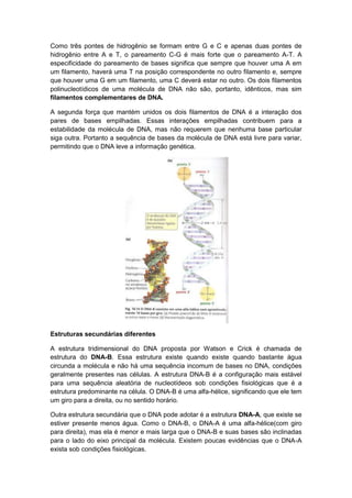 Como três pontes de hidrogênio se formam entre G e C e apenas duas pontes de
hidrogênio entre A e T, o pareamento C-G é mais forte que o pareamento A-T. A
especificidade do pareamento de bases significa que sempre que houver uma A em
um filamento, haverá uma T na posição correspondente no outro filamento e, sempre
que houver uma G em um filamento, uma C deverá estar no outro. Os dois filamentos
polinucleotídicos de uma molécula de DNA não são, portanto, idênticos, mas sim
filamentos complementares de DNA.

A segunda força que mantém unidos os dois filamentos de DNA é a interação dos
pares de bases empilhadas. Essas interações empilhadas contribuem para a
estabilidade da molécula de DNA, mas não requerem que nenhuma base particular
siga outra. Portanto a sequência de bases da molécula de DNA está livre para variar,
permitindo que o DNA leve a informação genética.




Estruturas secundárias diferentes

A estrutura tridimensional do DNA proposta por Watson e Crick é chamada de
estrutura do DNA-B. Essa estrutura existe quando existe quando bastante água
circunda a molécula e não há uma sequência incomum de bases no DNA, condições
geralmente presentes nas células. A estrutura DNA-B é a configuração mais estável
para uma sequência aleatória de nucleotídeos sob condições fisiológicas que é a
estrutura predominante na célula. O DNA-B é uma alfa-hélice, significando que ele tem
um giro para a direita, ou no sentido horário.

Outra estrutura secundária que o DNA pode adotar é a estrutura DNA-A, que existe se
estiver presente menos água. Como o DNA-B, o DNA-A é uma alfa-hélice(com giro
para direita), mas ela é menor e mais larga que o DNA-B e suas bases são inclinadas
para o lado do eixo principal da molécula. Existem poucas evidências que o DNA-A
exista sob condições fisiológicas.
 
