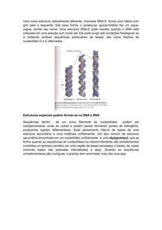 Uma outra estrutura radicalmente diferente, chamada DNA-Z, forma uma hélice com
giro para a esquerda. Sob essa forma, o arcabouço açúcar-fosfato faz um zigue-
zague, donde seu nome. Uma estrutura DNA-Z pode resultar quando o DNA está
colocado em uma solução com muito sal. Ela pode surgir sob condições fisiológicas se
a molécula contiver sequências particulares de bases, tais como trechos de
nucleotídeo G e C alternados.




Estruturas especiais podem formar-se no DNA e RNA

Sequências dentro      de um único filamento de nucleotídeos          podem ser
complementares umas às outras e podem parear formando pontes de hidrogênio,
produzindo regiões bifilamentares. Esse pareamento interno de bases dá uma
estrutura secundária a uma molécula unifilamentar. Um tipo comum de estrutura
secundária encontrada em um nucleotídeo unifilamentar é uma alça(grampo), que se
forma quando as sequências de nucleotídeos no mesmo filamento são complementos
invertidos.um grampo constitui em uma região de bases pareadas( a haste), às vezes
incluindo bases não pareadas intercaladas( a alça). Quando as sequências
complementares são contíguas, o grampo tem uma haste, mas não uma alça.
 