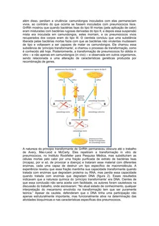 além disso, perdiam a virulência: camundongos inoculados com elas permaneciam
vivos, ao contrário do que ocorria se fossem inoculados com pneumococos lisos.
Griffith mostrou que quando bactérias lisas do tipo III mortas (pela aplicação de calor)
eram misturadas com bactérias rugosas derivadas do tipo II, e depois essa suspensão
mista era inoculada em camundongos, estes morriam, e os pneumococos vivos
recuperados dos corpos eram do tipo III. O cientista concluiu que uma substância
liberada pelas bactérias mortas fazia com que as bactérias não virulentas mudassem
de tipo e voltassem a ser capazes de matar os camundongos. Ele chamou essa
substância de „princípio transformante‟, e chamou o processo de transformação, como
é conhecido até hoje. Posteriormente, a transformação de pneumococos foi obtida in
vitro – e não apenas em camundongos (in vivo) – e observada em outros organismos,
sendo relacionada a uma alteração de características genéticas produzida por
recombinação de genes.




A natureza do princípio transformante de Griffith permaneceu obscura até o trabalho
de Avery, Mac-Leod e McCarty. Eles repetiram a transformação in vitro de
pneumococos, no Instituto Rockfeller para Pesquisa Médica, mas substituíram as
células mortas pelo calor por uma fração purificada de extrato de bactérias lisas
(incapaz, por si só, de provocar a doença) e trataram esse material com diferentes
enzimas, cada uma capaz de destruir um tipo específico de macromolécula. A
experiência revelou que essa fração mantinha sua capacidade transformante quando
tratada com enzimas que degradam proteína ou RNA, mas perdia essa capacidade
quando tratada com enzimas que degradam DNA (figura 2). Esses resultados
indicavam que a natureza química do „princípio transformante‟ era DNA. Cientes de
que essa conclusão não seria aceita com facilidade, os autores foram cautelosos na
discussão do trabalho, onde escreveram: “No atual estado de conhecimento, qualquer
interpretação do mecanismo envolvido na transformação tem que ser puramente
teórica.” Apesar da cautela, defenderam que o DNA tinha uma participação não
apenas estruturalmente importante, mas funcionalmente ativa na determinação das
atividades bioquímicas e nas características específicas dos pneumococos.
 