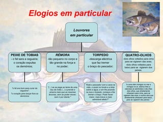 Elogios em particular
Louvores
em particular
PEIXE DE TOBIAS
- o fel sara a cegueira;
o coração expulsa
os demónios;
RÉMORA
-tão pequeno no corpo e
tão grande na força e
no poder;
QUATRO-OLHOS
-dois olhos voltados para cima
para se vigiarem das aves;
-dois olhos voltados para
baixo para se vigiarem dos
peixes.
TORPEDO
-descarga eléctrica
que faz tremer
o braço do pescador;
"o fel era bom para curar da
cegueira";
"o coração para lançar fora os
demónios
"(...) se se pega ao leme de uma
nau da índia (...) a prende e
amarra mais que as mesmas
âncoras, sem se poder mover,
nem ir por diante."
"Está o pescador com a cana na
mão, o anzol no fundo e a bóia
sobre a água, e em lhe picando
na isca o torpedo, começa a lhe
tremer o braço. Pode haver
maior, mais breve e mais
admirável efeito?"
"e como têm inimigos no mar e
inimigos no ar, dobrou-lhes a
natureza as sentinelas e deu-lhes
dois olhos, que direitamente
olhassem para cima, para se
vigiarem das aves, e outros dois que
direitamente olhassem para baixo,
para se vigiarem dos peixes."
 