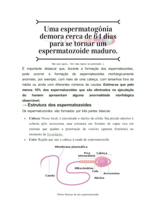 Não pare agora... Tem mais depois da publicidade ;)
É importante destacar que, durante a formação dos espermatozoides,
pode ocorrer a formação de espermatozoides morfologicamente
anormais, por exemplo, com mais de uma cabeça, com tamanhos fora da
média ou ainda com diferentes números de caudas. Estima-se que pelo
menos 10% dos espermatozoides que são eliminados na ejaculação
do homem apresentam alguma anormalidade morfológica
observável.
→ Estrutura dos espermatozoides
Os espermatozoides são formados por três partes básicas:
 Cabeça: Nesse local, é encontrado o núcleo da célula. Sua porção anterior é
coberta pelo acrossoma, uma estrutura em formato de capuz rica em
enzimas que ajudam a penetração do ovócito (gameta feminino) no
momento da fecundação.
 Colo: Região que une a cabeça à cauda do espermatozoide.
Partes básicas de um espermatozoide
 