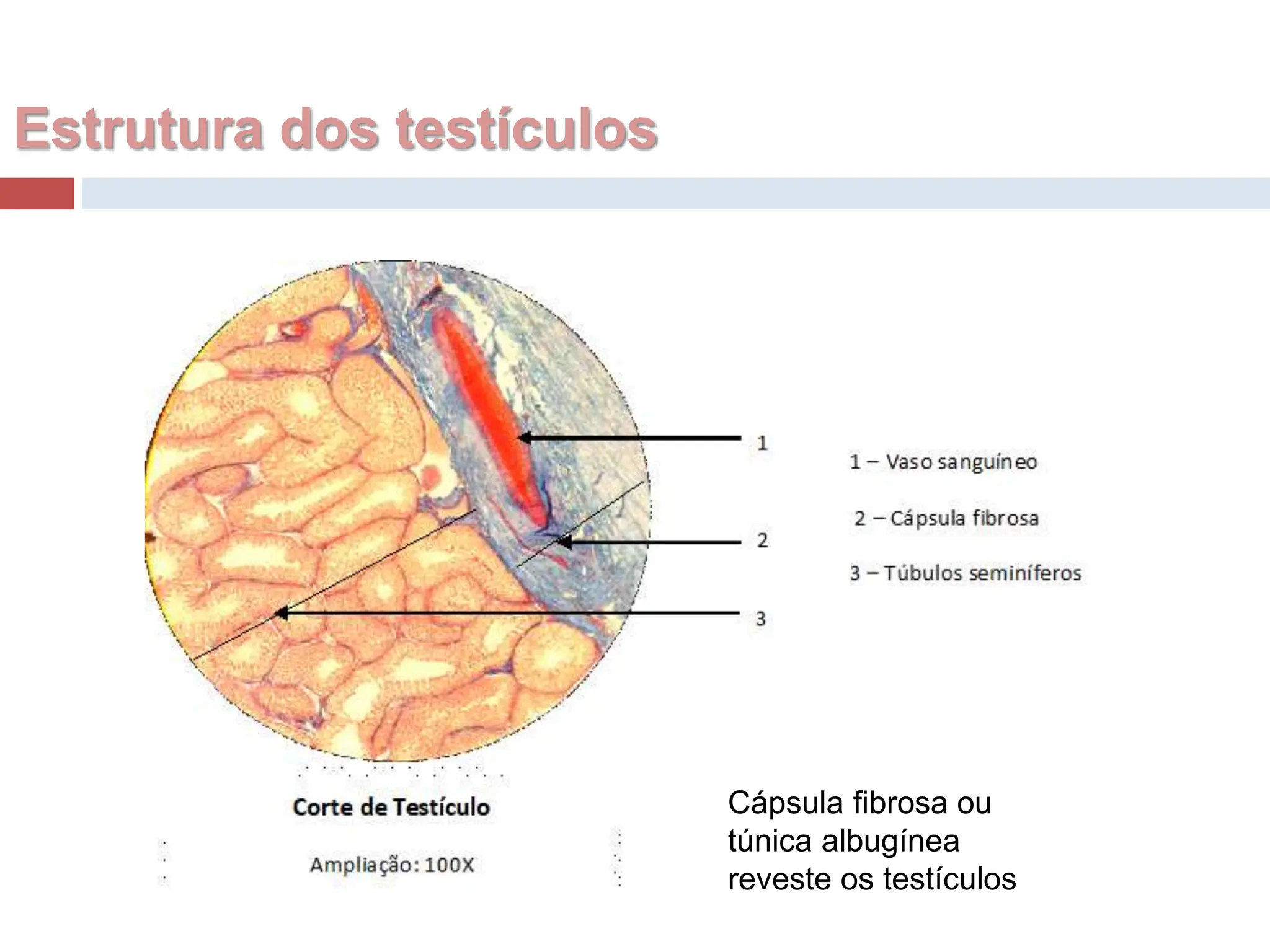 Diagrama De Testiculos E Ovarios