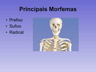 Principais Morfemas
• Prefixo
• Sufixo
• Radical
 