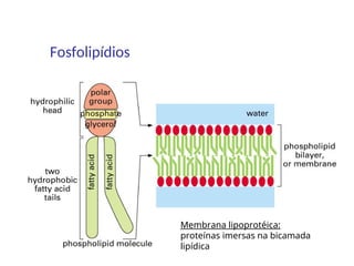 Fosfolipídios
Membrana lipoprotéica:
proteínas imersas na bicamada
lipídica
 