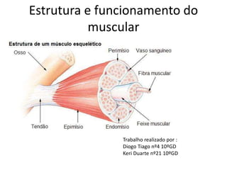 Estrutura e funcionamento do 
muscular 
Trabalho realizado por : 
Diogo Tiago nº4 10ºGD 
Keri Duarte nº21 10ºGD 
 