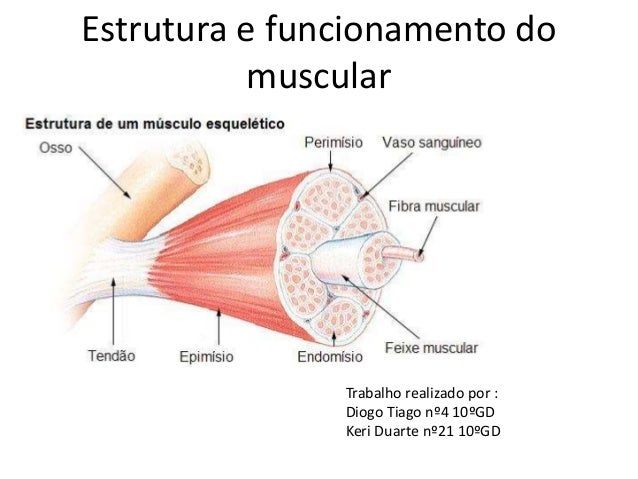 Estrutura e funcionamento do muscular estriado diagram duarte 