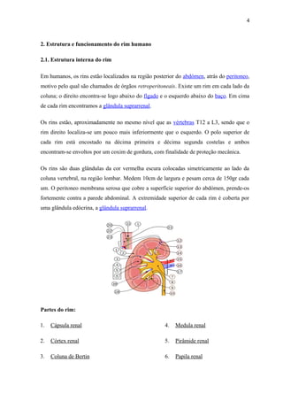 Estrutura e funcionamento do rim humano | DOC