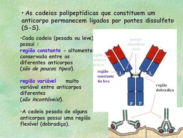 Estrutura E Funcoes Dos Anticorpos Para Alunos Estrutura E Funcoes Dos Anticorpos Para Alunos