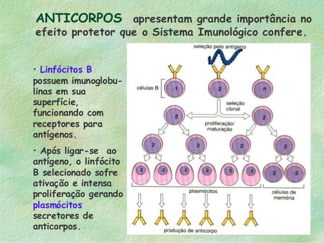 Estrutura e funções dos anticorpos para alunos