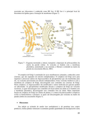 22
associada aos ribossomos é conhecida como RE liso. O RE liso é o principal local de
biossíntese de lipídios para a formação de membranas (Figura 7).
Figura 7 – Esquema mostrando a síntese, transporte e deposição de polissacarídeos da
matriz da parede celular. As vesículas se fundem com a membrana
plasmática, aumentando a sua extensão, e liberam o conteúdo na matriz da
parede em crescimento (Raven, 2001)
O complexo de Golgi é constituído de sacos membranosos achatados, conhecidos como
cisternas, que são separados do retículo endoplasmático. O complexo de Golgi serve para
organizar e processar cadeias de oligossacarídeos de glicoproteínas que são transferidas para
ele, via vesículas provenientes do retículo endoplasmático. Estas vesículas fundem-se com a
membrana do complexo de Golgi, descarregando seus conteúdos nas cisternas de Golgi.
Neste complexo, os oligossacarídios são modificados e outras moléculas de açúcares podem
ser adicionadas. As glicoproteínas modificadas deixam o complexo de Golgi em vesículas
secretoras, as quais descarregam seus conteúdos em locais dentro da célula ou se fundem com
a membrana plasmática, descarregando seus conteúdos fora da célula. Outra importante
função do complexo de Golgi em células de plantas, é a síntese de polissacarídios complexos
(como as hemiceluloses e pectinas), os quais são descarregados por vesículas na matriz da
parede celular em crescimento (Figura 7).
• Oleossomos
Em adição ao acúmulo de amido (nos amiloplastos) e de proteínas (nos corpos
protéicos), muitas plantas sintetizam e acumulam grandes quantidades de triacilgriceróis (uma
 