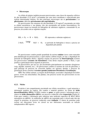 24
• Microcorpos
As células de plantas também possuem peroxissomos, uma classe de organelas esféricas
de alta densidade (1,25 g/cm3
) circundadas por uma única membrana e especializada para
realizar determinadas funções. Os dois principais microcorpos são os peroxissomos e os
glioxissomos, além dos peroxissomos não especializados.
Os peroxissomos são estruturas de alta densidade (1,25 mg/cm2
) encontradas em todas
as células eucarióticas e, nas plantas, eles são encontrados nos tecidos fotossintéticos. Os
peroxissomos atuam na remoção de hidrogênio de substratos orgânicos, consumindo O2 no
processo, de acordo com as seguintes reações:
RH2 + O2 → R + H2O2 (R: representa o substrato orgânicos)
2 H2O2 H2O + O2 (o peróxido de hidrogênio é tóxico e precisa ser
degradado pela planta)
Os peroxissomos contém grande quantidade da enzima catalase (serve como marcador
para identificação de peroxissomos), a qual catalisa a última reação, ou seja, a degradação do
peróxido de hidrogênio (H2O2). Algumas reações do processo de fotorrespiração ocorrem
nos peroxissomos (veremos em fotossíntese). Uma destas reações produz o H2O2, o que
justifica a participação desta organela no processo.
Os glioxissomos, por sua vez, são encontrados principalmente em sementes oleaginosas
(soja, algodão, mamona, etc.). Os glioxissomos contêm as enzimas do ciclo do glioxilato, o
qual participa do processo de conversão lipídios em açúcares durante o processo de
germinação destas sementes (veremos quando estudarmos Dormência e Germinação).
OBS: Nas células animais, as reações da β-Oxidação, associadas à degradação de ácidos
graxos, ocorre nas mitocôndrias. Em plantas, este processo ocorre nos peroxissomos ou nos
glioxissomos.
4.2.3. Núcleo
O núcleo é um compartimento encontrado nas células eucarióticas, o qual armazena a
informação genética da espécie. Ele contém o material genético, na forma de ácido
desoxiribonucléico (DNA). O DNA contém os genes, os quais possui a informação para a
síntese do ácido ribonucléico (RNA), um processo conhecido como transcrição (Figura 8).
Cada gene contém a informação para sintetizar uma molécula específica de RNA (RNA
mensageiro ou mRNA). As moléculas de mRNA são exportadas para o citosol onde irão dar
origem às proteínas, no processo conhecido como tradução. A síntese de proteínas pode
ocorrer em ribossomos livres no citosol ou nos ribossomos associados ao retículo
endoplasmático (RE rugoso).
Catalase
 