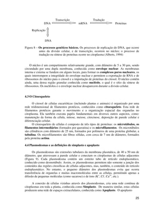 25
Transcrição Tradução
DNA mRNA Proteínas
Replicação
DNA
Figura 8 – Os processos genéticos básicos. Os processos de replicação do DNA, que ocorre
antes da divisão celular, e de transcrição, ocorrem no núcleo; o processo de
tradução ou síntese de proteínas ocorre no citoplasma (Alberts, 1994)
O núcleo é um compartimento relativamente grande, com diâmetro de 5 a 30 µm, sendo
circundado por uma dupla membrana, conhecida como envelope nuclear. As membranas
interna e externa se fundem em alguns locais, para formar os complexos poros nucleares, os
quais interrompem a integridade do envelope nuclear e permitem a exportação de RNA e de
ribossomos do núcleo para o citosol e a importação de proteínas do citosol. O núcleo contém
ainda, uma densa região granular conhecida como nucléolo, o qual é o sítio da síntese de
ribossomos. Os nucléolos e o envelope nuclear desaparecem durante a divisão celular.
4.3 O Citoesqueleto
O citosol de células eucarióticas (incluindo plantas e animais) é organizado por uma
rede tridimensional de filamentos protéicos, conhecidos como citoesqueleto. Esta rede de
filamentos protéicos garante o movimento e a organização espacial das organelas no
citoplasma. Ela também executa papéis fundamentais em diversos outros aspectos, como:
manutenção da forma da célula, mitose, meiose, citocinese, deposição de parede celular e
diferenciação celular.
O citoesqueleto de células é composto de três tipos de proteínas: os microtúbulos, os
filamentos intermediários (formados por queratina) e os microfilamentos. Os microtúbulos
são cilíndricos com diâmetro de 25 nm, formados por polímeros de uma proteína globular, a
tubulina. Os microfilamentos são fibras sólidas, com cerca de 7 nm de diâmetro, formados
pela proteína actina.
4.4 Plasmodesmas e as definições de simplasto e apoplasto
Os plasmodesmas são extensões tubulares da membrana plasmática, de 40 a 50 nm de
diâmetro, que atravessam a parede celular e conectam os citoplasmas de células adjacentes
(Figura 9). Cada plasmodesma contém um estreito tubo de retículo endoplasmático,
conhecido como desmotúbulo. Assim, os plasmodesmas permitem não somente a junção dos
conteúdos das regiões citosólicas de células adjacentes, mas, também, o conteúdo do retículo
endoplasmático. No entanto, o pequeno diâmetro dos plasmodesmas evita que ocorra
transferência de organelas e muitas macromoléculas entre as células, permitindo apenas a
difusão de pequenas moléculas (como sacarose) e de íons (K+
, Cl-
, Ca2+
, etc.).
A conexão de células vizinhas através dos plasmodesmas, cria uma rede contínua de
citoplasmas em toda a planta, conhecida como Simplasto. De maneira similar, estas células
produzem uma rede de espaços extracelulares, conhecida como Apoplasto. O apoplasto
 