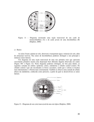 30
Figura 11 – Diagrama mostrando uma seção transversal de um caule de
monocotiledônea (A) e de caule jovem de uma dicotiledônea (B)
(Hopkins, 2000)
c) Raízes
As raízes fixam a planta no solo, absorvem e transportam água e minerais do solo, além
de armazenar reservas. Nas raízes de dicotiledôneas podemos distinguir a raiz principal e
inúmeras raízes laterais.
Um diagrama de uma seção transversal de uma raiz primária (raiz que apresenta
crescimento primário) mostra uma disposição bem diferente daquela observada em caules
(Figura 10C e Figura 12). Neste diagrama podemos distinguir, de fora para dentro, as
seguintes camadas de células: epiderme, córtex, endoderme e cilindro central (estelo). No
cilindro central é que são encontrados os feixes vasculares, sendo que o xilema se localiza
mais internamente e o floema mais externamente. Também se observa uma camada de células
abaixo da endoderme, conhecida como periciclo, a partir da qual se desenvolvem as raízes
laterais.
Figura 12 – Diagrama de um corte transversal de uma raiz típica (Hopkins, 2000)
 