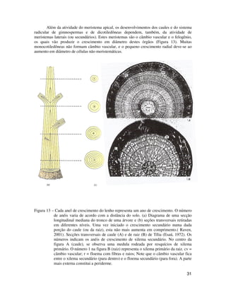 31
Além da atividade do meristema apical, os desenvolvimentos dos caules e do sistema
radicular de gimnospermas e de dicotiledôneas dependem, também, da atividade de
meristemas laterais (ou secundários). Estes meristemas são o câmbio vascular e o felogênio,
os quais vão produzir o crescimento em diâmetro destes órgãos (Figura 13). Muitas
monocotiledôneas não formam câmbio vascular, e o pequeno crescimento radial deve-se ao
aumento em diâmetro de células não meristemáticas.
Figura 13 – Cada anel de crescimento do lenho representa um ano de crescimento. O número
de anéis varia de acordo com a distância do solo. (a) Diagrama de uma secção
longitudinal mediana do tronco de uma árvore e (b) seções transversais retiradas
em diferentes níveis. Uma vez iniciado o crescimento secundário numa dada
porção do caule (ou da raiz), esta não mais aumenta em comprimento.( Raven,
2001). Secções transversais de caule (A) e de raiz (B) de Tília (Esaú, 1972). Os
números indicam os anéis de crescimento de xilema secundário. No centro da
figura A (caule), se observa uma medula rodeada por resquícios de xilema
primário. O número 1 na figura B (raiz) representa o xilema primário da raiz. cv =
câmbio vascular; r = floema com fibras e raios; Note que o câmbio vascular fica
entre o xilema secundário (para dentro) e o floema secundário (para fora). A parte
mais externa constitui a periderme.
 