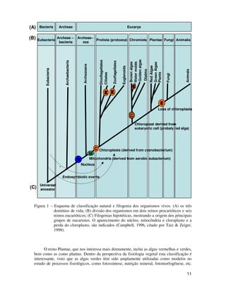 11
Figura 1 – Esquema de classificação natural e filogenia dos organismos vivos. (A) os três
domínios de vida; (B) divisão dos organismos em dois reinos procarióticos e seis
reinos eucarióticos; (C) Filogenias hipotéticas, mostrando a origem dos principais
grupos de eucariotos. O aparecimento do núcleo, mitocôndria e cloroplasto e a
perda do cloroplasto, são indicados (Campbell, 1996, citado por Taiz & Zeiger,
1998).
O reino Plantae, que nos interessa mais diretamente, inclui as algas vermelhas e verdes,
bem como as como plantas. Dentro da perspectiva da fisiologia vegetal esta classificação é
interessante, visto que as algas verdes têm sido amplamente utilizadas como modelos no
estudo de processos fisiológicos, como fotossíntese, nutrição mineral, fotomorfogênese, etc.
Archeae
Bacteria Eucarya
Eubacteria
Archeae –
bacteria
Archeae–
zoa
Protista (protozoa) Chromista Plantae Fungi Animalia
Eubacteria
Archaebacteria
Archezoans
Dinoflagellates
Ciliates
Zooflagellates
Brown
algae
Golden
algae
Fungi
Animals
Euglenoids
Plants
Red
Algae
Green
Algae
Water
molds
Diatms
Universal
ancestor
N
M
C C
C
C
C
X
X
X
X
Chloroplasts (derived from cyanobacterium)
C
Mitochondria (derived from aerobic eubacterium)
Nucleus
Loss of chloroplasts
-
Endosymbiotic events
Chloroplast derived from
eukaryotic cell (probaly red alga)
(A)
(C)
(B)
Archeae
Bacteria Eucarya
Eubacteria
Archeae –
bacteria
Archeae–
zoa
Protista (protozoa) Chromista Plantae Fungi Animalia
Eubacteria
Archaebacteria
Archezoans
Dinoflagellates
Ciliates
Zooflagellates
Brown
algae
Golden
algae
Fungi
Animals
Euglenoids
Plants
Red
Algae
Green
Algae
Water
molds
Diatms
Universal
ancestor
N
M
C C
C
C
C
X
X
X
X
Chloroplasts (derived from cyanobacterium)
C
Mitochondria (derived from aerobic eubacterium)
Nucleus
Loss of chloroplasts
-
Endosymbiotic events
Chloroplast derived from
eukaryotic cell (probaly red alga)
Archeae
Bacteria Eucarya
Eubacteria
Archeae –
bacteria
Archeae–
zoa
Protista (protozoa) Chromista Plantae Fungi Animalia
Eubacteria
Archaebacteria
Archezoans
Dinoflagellates
Ciliates
Zooflagellates
Brown
algae
Golden
algae
Fungi
Animals
Euglenoids
Plants
Red
Algae
Green
Algae
Water
molds
Diatms
Universal
ancestor
N
M
C C
C
C
C
X
X
X
X
Chloroplasts (derived from cyanobacterium)
C
Mitochondria (derived from aerobic eubacterium)
Nucleus
Loss of chloroplasts
-
Endosymbiotic events
Chloroplast derived from
eukaryotic cell (probaly red alga)
(A)
(C)
(B)
 