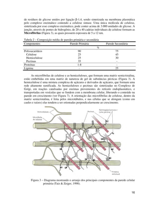 16
de resíduos de glicose unidos por ligação β-1,4, sendo sintetizada na membrana plasmática
pelo complexo enzimático contendo a celulose sintase. Uma única molécula de celulose,
sintetizada por esse complexo enzimático, pode conter acima de 3.000 unidades de glicose. A
junção, através de pontes de hidrogênio, de 20 a 40 cadeias individuais de celulose formam as
Microfibrilas (Figura 3), as quais possuem espessura de 5 a 12 nm.
Tabela 2 – Composição média de paredes primária e secundária
Componentes Parede Primária Parede Secundária
%
Polissacarídeos 90 75
Celulose 25 45
Hemicelulose 25 30
Pectinas 35 -
Proteínas 1-8 -
Lignina - 25
As microfibrilas de celulose e as hemiceluloses, que formam uma matriz semicristalina,
estão embebidas em uma matriz de natureza de gel de substâncias pécticas (Figura 3). A
hemicelulose é uma mistura complexa de açúcares e derivados de açúcares, que formam uma
rede altamente ramificada. As hemiceluloses e pectinas são sintetizadas no Complexo de
Golgi, em reações catalisadas por enzimas provenientes do retículo endoplasmático, e
transportadas em vesículas que se fundem com a membrana celular, liberando o conteúdo na
parede em crescimento (ver Figura 7). A orientação das microfibrilas de celulose, dentro da
matriz semicristalina, é feita pelos microtúbulos, e nas células que se alongam (como em
caules e raízes) elas tendem a ser orientadas perpendicularmente ao crescimento.
Figura 3 – Diagrama mostrando o arranjo dos principais componentes da parede celular
primária (Taiz & Zeiger, 1998).
 