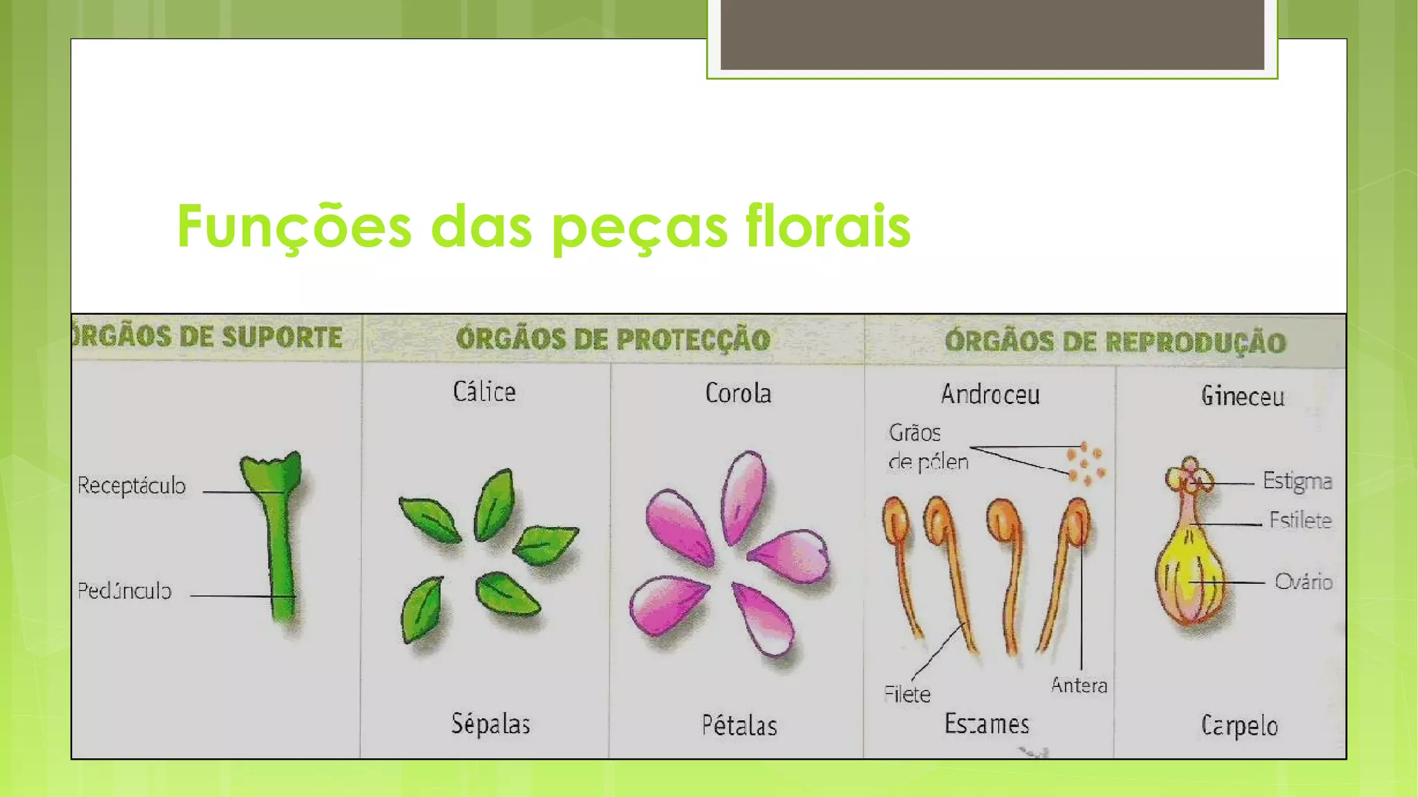 Estrutura e função da flor | PPT