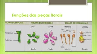 Funções das peças florais
 