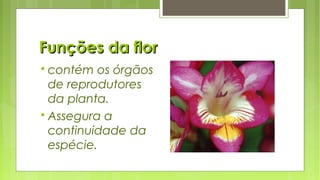 Funções da florFunções da flor
 contém os órgãos
de reprodutores
da planta.
 Assegura a
continuidade da
espécie.
 
