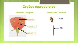 Órgãos reprodutores
Feminino - carpelo Masculino - estame
Estigma
Estilete
Ovário
 