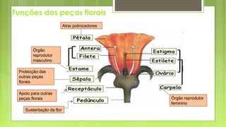 Funções das peças florais
Sustentação da flor
Protecção das
outras peças
florais
Atrai polinizadores
Órgão
reprodutor
masculino
Órgão reprodutor
feminino
Apoio para outras
peças florais
 