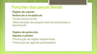 Funções das peças florais
Órgãos de suporte:
Pedúnculo e receptáculo
Sustentação da flor
Manutenção da posição mais favorável para a
reprodução
Órgãos de protecção
Sépalas e pétalas
Protecção de órgãos reprodutores
Atracção de agentes polinizadores
 